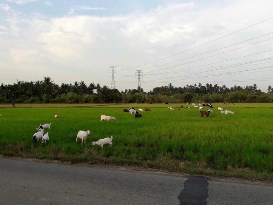 Orchard Villa Melaka ภายนอก รูปภาพ
